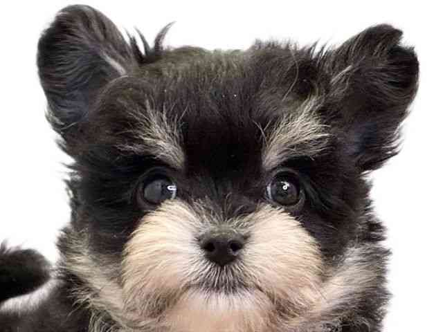 愛媛県のチワマル/マルチワ(チワワ×マルチーズ) (ひごペットフレンドリーエミフルMASAKI店/2026年1月24日生まれ/男の子/ブラックタン)の子犬の1枚目の画像