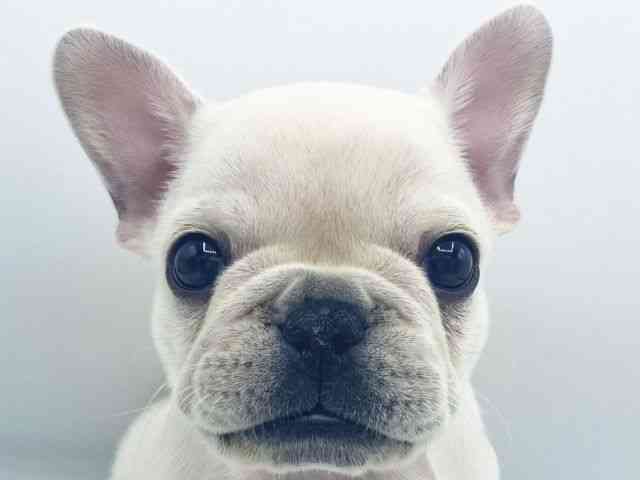 大阪府のフレンチブルドッグ (ひごペットフレンドリーららぽーとEXPOCITY店/2026年1月19日生まれ/女の子/クリーム)の子犬