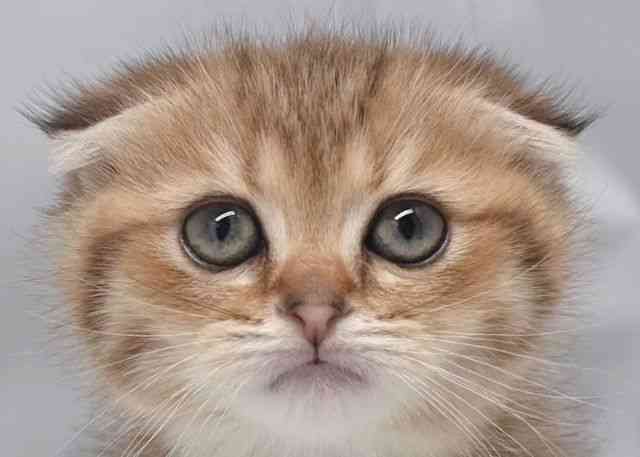 鳥取県のスコティッシュフォールド (ひごペットフレンドリーイオンモール鳥取北店/2026年1月24日生まれ/女の子/ブラウンタビー)の子猫の1枚目の画像