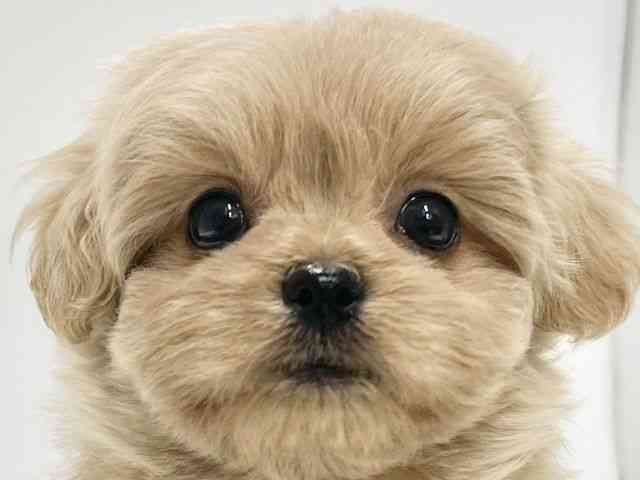 高知県のペキプー(ペキニーズ×プードル) (ひごペットフレンドリーイオンモール高知店/2026年1月23日生まれ/女の子/アプリコット)の子犬の1枚目の画像