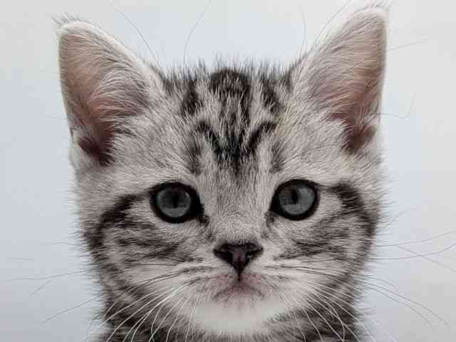 香川県のアメリカンショートヘアー (ひごペットフレンドリーゆめタウン高松店/2026年1月18日生まれ/男の子/シルバータビー)の子猫の1枚目の画像