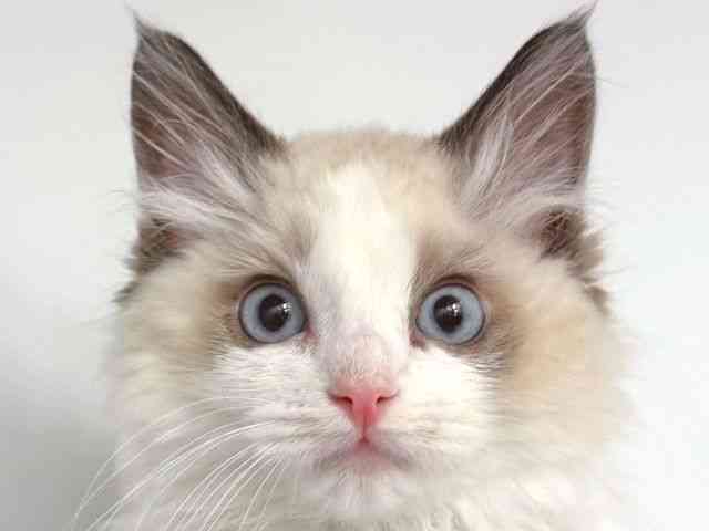 大阪府のラグドール (ひごペットフレンドリー岸和田店/2026年1月23日生まれ/男の子/シールポイントバイカラー)の子猫の1枚目の画像