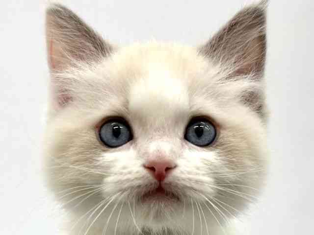 大阪府のラグドール (ひごペットフレンドリーイオンタウン茨木太田店/2026年1月23日生まれ/男の子/ブルーポイントバイカラー)の子猫の1枚目の画像