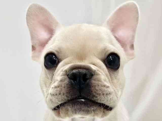 高知県のフレンチブルドッグ (ひごペットフレンドリーイオンモール高知店/2026年1月23日生まれ/男の子/クリーム)の子犬の1枚目の画像
