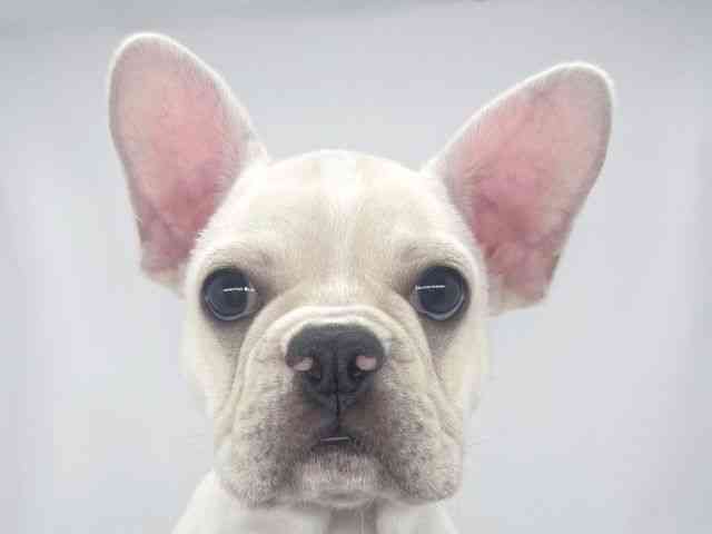 兵庫県のフレンチブルドッグ (ひごペットフレンドリーイオンタウン加古川店/2026年1月23日生まれ/男の子/クリーム)の子犬の1枚目の画像
