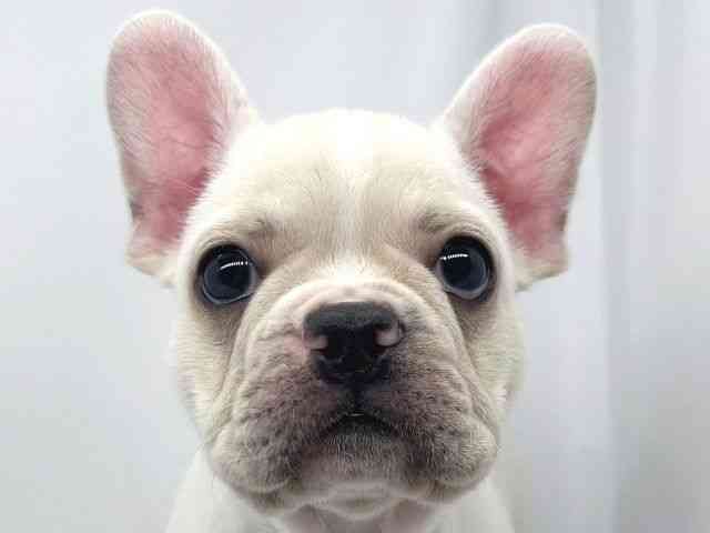 兵庫県のフレンチブルドッグ (ひごペットフレンドリーイオンタウン加古川店/2026年1月23日生まれ/男の子/クリーム)の子犬