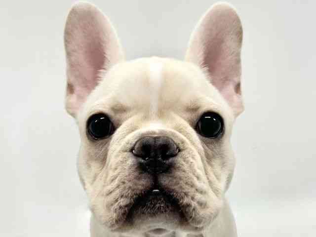 大阪府のフレンチブルドッグ (ひごペットフレンドリーイオンタウン豊中庄内店/2026年1月23日生まれ/女の子/クリーム)の子犬の1枚目の画像