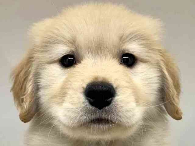 大阪府のゴールデンレトリバー (ひごペットフレンドリーセブンパーク天美店/2026年1月24日生まれ/女の子/ゴールデン)の子犬の1枚目の画像