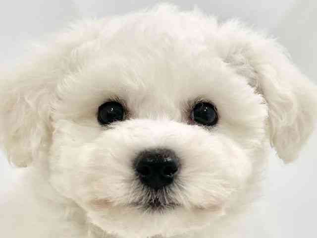 高知県のビションフリーゼ (ひごペットフレンドリーイオンモール高知店/2026年1月21日生まれ/男の子/ホワイト)の子犬の1枚目の画像