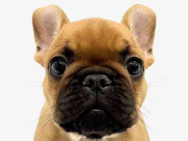 大阪府のフレンチブルドッグ (ひごペットフレンドリーイオンタウン茨木太田店/2026年1月24日生まれ/男の子/フォーン)の子犬