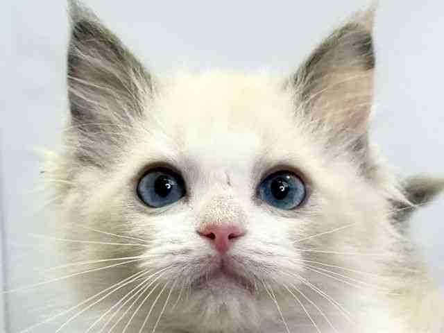 愛媛県のラグドール (ひごペットフレンドリーエミフルMASAKI店/2026年1月8日生まれ/女の子/ブルーポイントバイカラー)の子猫の1枚目の画像