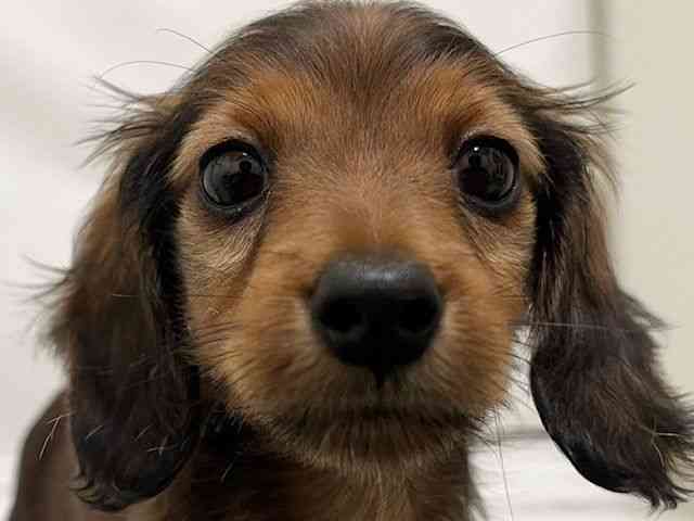 和歌山県のカニンヘンダックスフンド(ロング) (ひごペットフレンドリーパームシティ和歌山店/2026年1月20日生まれ/男の子/レッド)の子犬の1枚目の画像