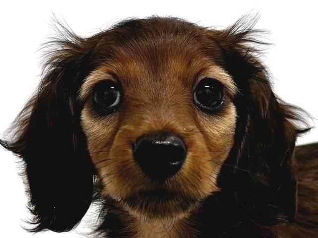 奈良県のカニンヘンダックスフンド(ロング) (ひごペットフレンドリー奈良パワーシティ店/2026年1月20日生まれ/女の子/レッド)の子犬の1枚目の画像