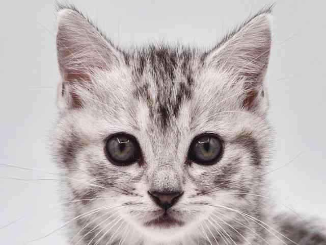 大阪府のスコティッシュフォールド (ひごペットフレンドリー泉ヶ丘店/2026年1月24日生まれ/女の子/シルバーパッチドタビー)の子猫の1枚目の画像