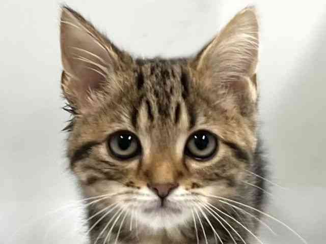 京都府のアメリカンショートヘアー (ひごペットフレンドリー京都店/2026年1月23日生まれ/男の子/ブラウンタビー)の子猫の1枚目の画像