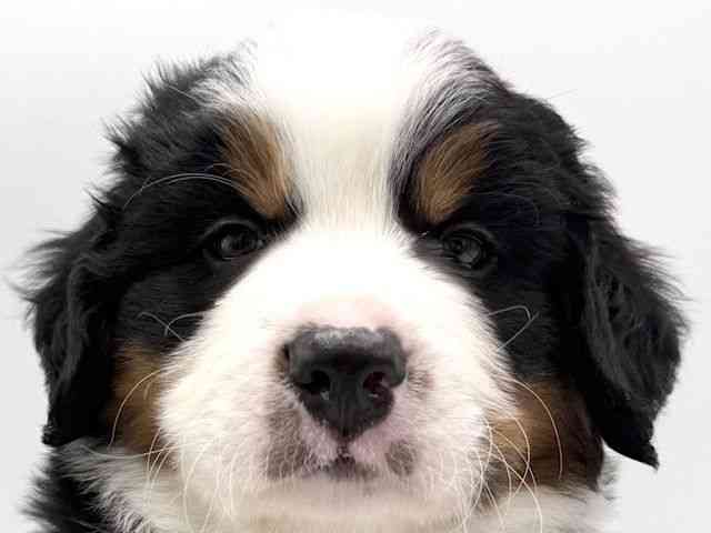 大阪府のバーニーズマウンテンドッグ (ひごペットフレンドリーららぽーとEXPOCITY店/2026年1月24日生まれ/男の子/ブラックラストホワイト)の子犬の1枚目の画像