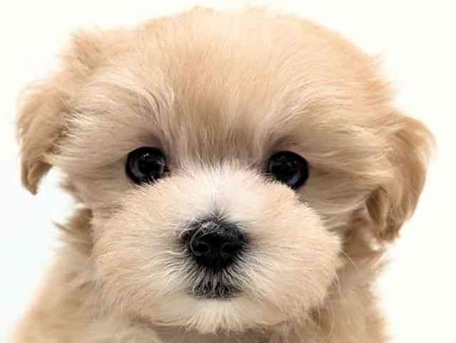 福岡県のマルプー(マルチーズ×プードル) (ひごペットフレンドリーリバーウォーク北九州店/2026年1月24日生まれ/女の子/アプリコットホワイト)の子犬の1枚目の画像