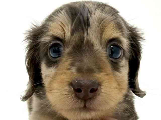 大阪府のミニチュアダックスフンド(ロング) (ひごペットフレンドリーくずはモール店/2026年1月24日生まれ/男の子/チョコレートダップル)の子犬の1枚目の画像