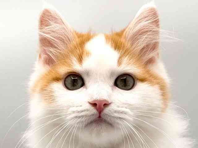 奈良県のサイベリアン (ひごペットフレンドリー田原本店/2026年1月2日生まれ/男の子/レッドホワイト)の子猫の1枚目の画像