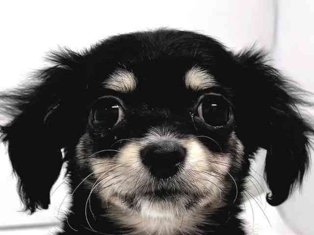 奈良県のチワックス(チワワ×ダックス) (ひごペットフレンドリー奈良パワーシティ店/2026年1月20日生まれ/女の子/ブラックイエロー)の子犬の1枚目の画像