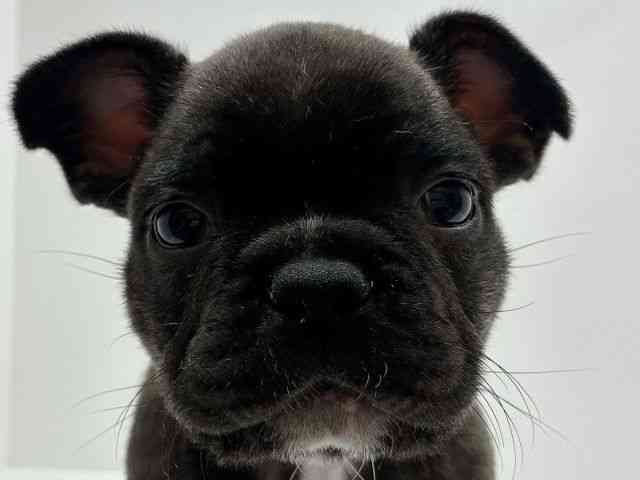 広島県のフレンチブルドッグ (ひごペットフレンドリーフジグラン神辺店/2026年1月24日生まれ/男の子/ブリンドル)の子犬の1枚目の画像