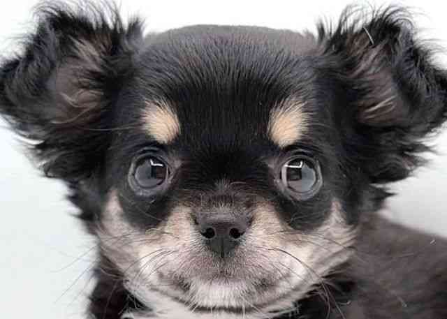 島根県のチワワ(ロング) (ひごペットフレンドリーイオン松江ショッピングセンター店/2026年1月16日生まれ/女の子/ブラックタンホワイト)の子犬の1枚目の画像