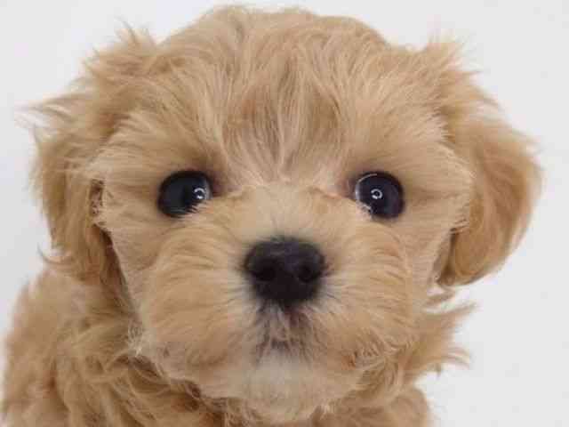 大阪府のマルプー(マルチーズ×プードル) (ひごペットフレンドリーいこらもーる泉佐野店/2026年1月24日生まれ/女の子/アプリコット)の子犬の1枚目の画像