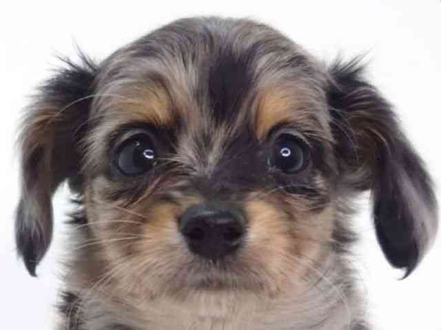 大阪府のチワックス(チワワ×ダックス) (ひごペットフレンドリーいこらもーる泉佐野店/2026年1月22日生まれ/男の子/シルバーダップル)の子犬の1枚目の画像