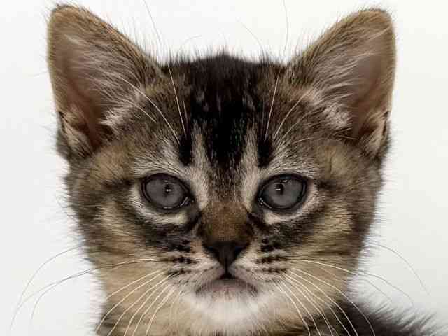 大阪府のハーフ犬・ミックス犬 (ひごペットフレンドリーイオンそよら海老江店/2026年1月23日生まれ/女の子/ルディ)の子猫の1枚目の画像