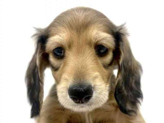 奈良県のミニチュアダックスフンド(ロング) (ひごペットフレンドリーイオンモール橿原ウエスト・ビレッジ店/2026年1月25日生まれ/女の子/レッド)の子犬の1枚目の画像