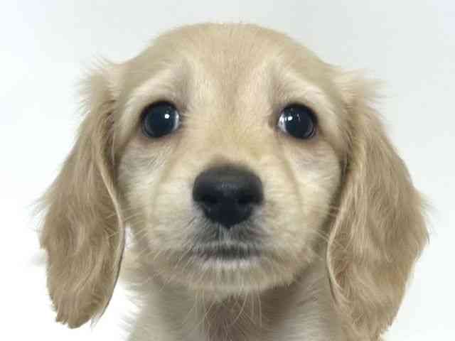 大阪府のミニチュアダックスフンド(ロング) (ひごペットフレンドリーアクロスプラザ住之江店/2026年1月25日生まれ/女の子/イエロー)の子犬の1枚目の画像