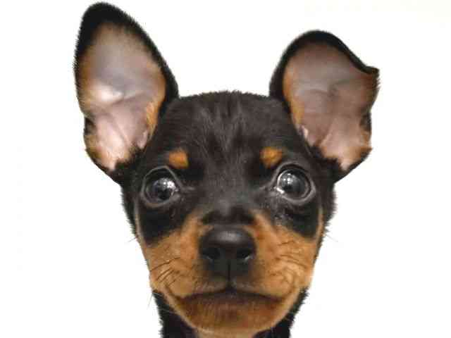 大阪府のミニチュアピンシャー (ひごペットフレンドリー岸和田店/2026年1月25日生まれ/男の子/ブラックタン)の子犬の1枚目の画像