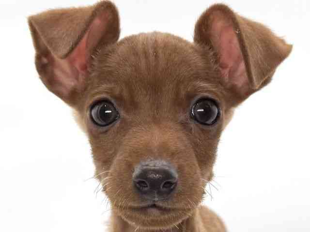 大阪府のミニチュアピンシャー (ひごペットフレンドリーイオンそよら海老江店/2026年1月25日生まれ/男の子/レッド)の子犬の1枚目の画像