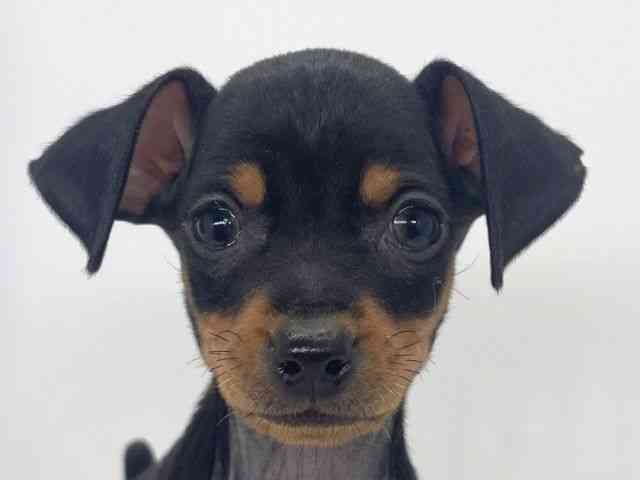 兵庫県のミニチュアピンシャー (ひごペットフレンドリーイオンタウン加古川店/2026年1月24日生まれ/女の子/ブラックタン)の子犬