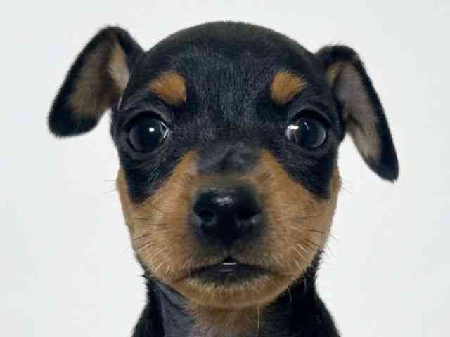 大阪府のミニチュアピンシャー (ひごペットフレンドリーアクロスプラザ住之江店/2026年1月24日生まれ/女の子/ブラックタン)の子犬の1枚目の画像