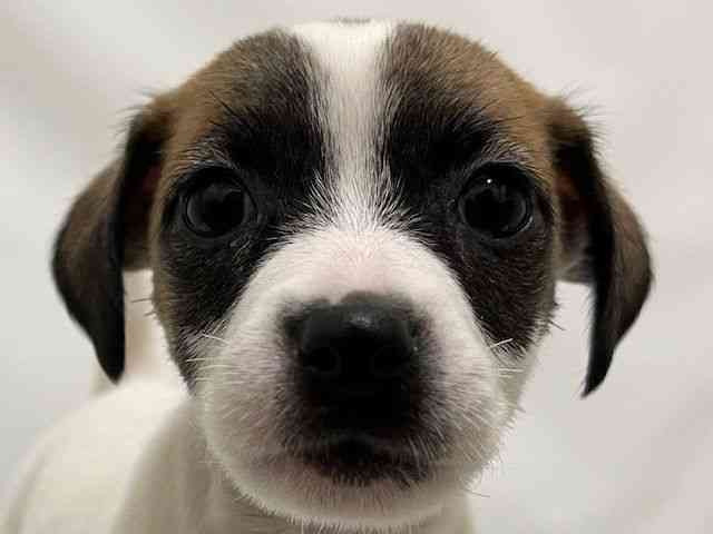 和歌山県のジャックラッセルテリア (ひごペットフレンドリーパームシティ和歌山店/2026年1月24日生まれ/女の子/ホワイトタン)の子犬の1枚目の画像