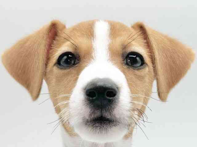 京都府のジャックラッセルテリア (ひごペットフレンドリーイオンモール高の原店/2026年1月24日生まれ/女の子/ホワイトタン)の子犬の1枚目の画像