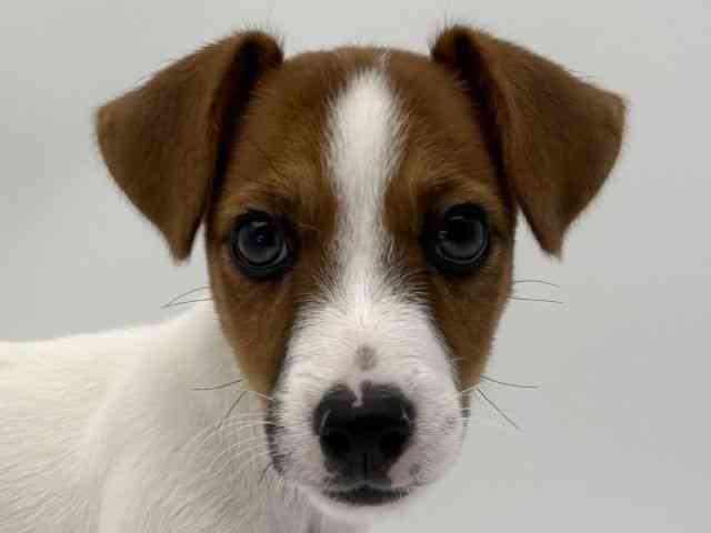 島根県のジャックラッセルテリア (ひごペットフレンドリーイオンモール出雲店/2026年1月24日生まれ/男の子/ホワイトタン)の子犬の1枚目の画像