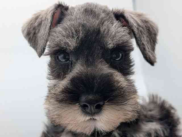 香川県のミニチュアシュナウザー (ひごペットフレンドリーゆめタウン高松店/2026年1月24日生まれ/男の子/ソルトペッパー)の子犬の1枚目の画像