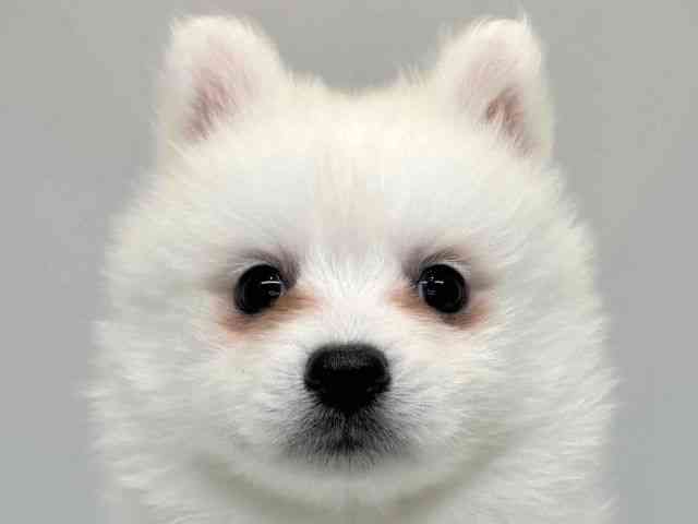 大阪府の日本スピッツ (ひごペットフレンドリーセブンパーク天美店/2026年1月25日生まれ/男の子/ホワイト)の子犬の1枚目の画像