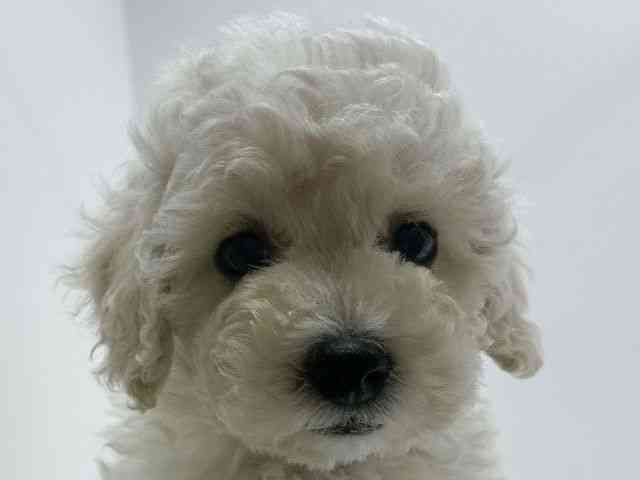 広島県のトイプードル(トイ) (ひごペットフレンドリーフジグラン神辺店/2026年1月24日生まれ/女の子/ホワイト)の子犬の1枚目の画像