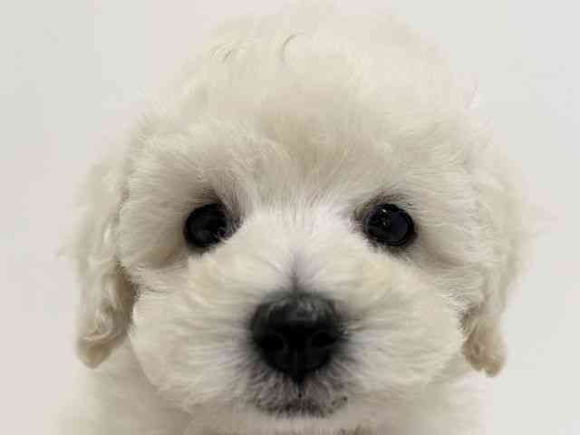 大阪府のトイプードル(トイ) (ひごペットフレンドリーくずはモール店/2026年1月24日生まれ/男の子/ホワイト)の子犬