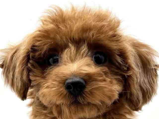 兵庫県のトイプードル(トイ) (ひごペットフレンドリークラウンパーク伊丹店/2026年1月25日生まれ/女の子/レッドフォーン)の子犬の1枚目の画像