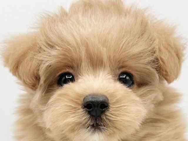 京都府のポメプー(ポメラニアン×プードル) (ひごペットフレンドリーイオンモール高の原店/2026年1月26日生まれ/女の子/アプリコット)の子犬の1枚目の画像