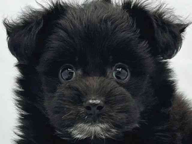 大阪府のポメプー(ポメラニアン×プードル) (ひごペットフレンドリーイトーヨーカドー津久野店/2026年1月26日生まれ/男の子/ブラック)の子犬の1枚目の画像