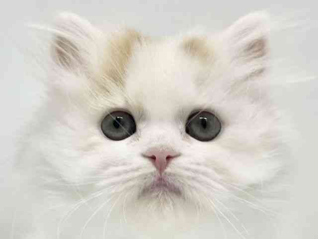 大阪府のスコティッシュフォールド (ひごペットフレンドリーイオンタウン豊中庄内店/2026年1月25日生まれ/女の子/ブラウンパッチドタビーホワイト)の子猫の1枚目の画像