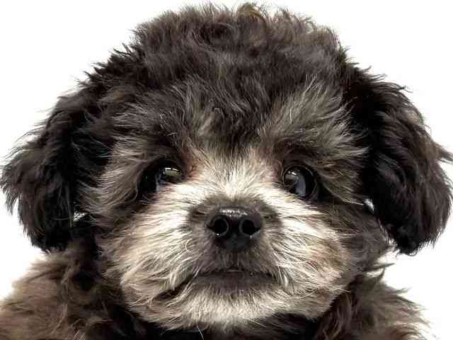 大阪府のトイプードル(トイ) (ひごペットフレンドリーイオンタウン茨木太田店/2026年1月19日生まれ/男の子/シルバー)の子犬