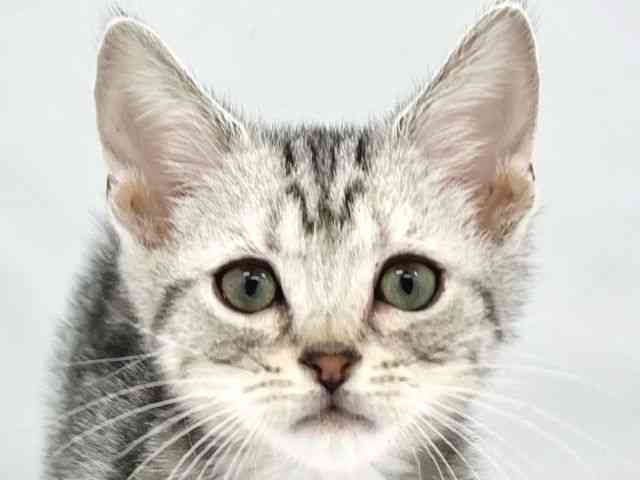 大阪府のアメリカンショートヘアー (ひごペットフレンドリーイトーヨーカドー津久野店/2026年1月25日生まれ/男の子/シルバータビー)の子猫の1枚目の画像