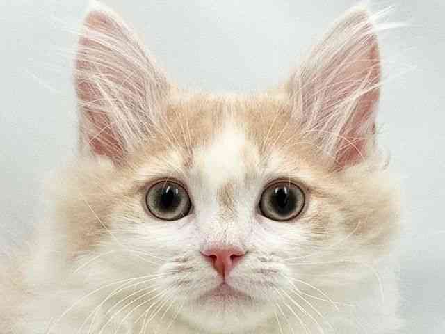 大阪府のラガマフィン (ひごペットフレンドリー東淀川店/2026年1月25日生まれ/男の子/クリームホワイト)の子猫の1枚目の画像