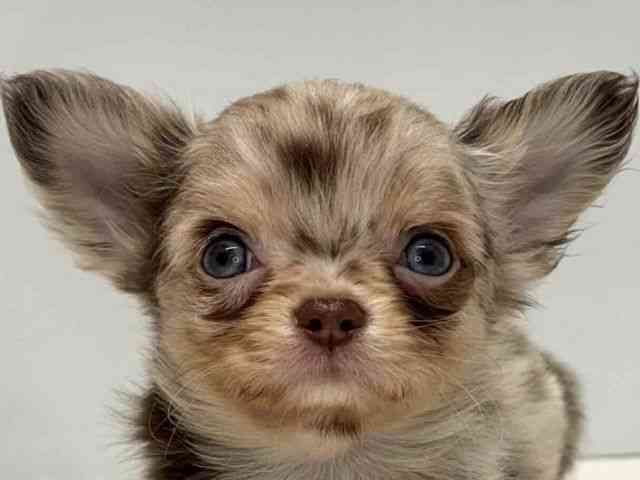 大阪府のチワワ(ロング) (ひごペットフレンドリーセブンパーク天美店/2026年1月25日生まれ/男の子/チョコレートマール)の子犬の1枚目の画像